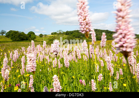 Wasser Bistort, Hahnenfuß, Klee und andere wilde Blumen wachsen in eine artenreiche traditionelle Heu Wiese in Windermere. Stockfoto