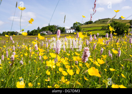 Wasser Bistort, Hahnenfuß, Klee und andere wilde Blumen wachsen in eine artenreiche traditionelle Heu Wiese in Windermere. Stockfoto