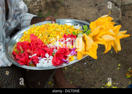 Indischen Mann, hält Blume Angebote auf einer Metallplatte an einem hinduistischen Tempel. Indien Stockfoto