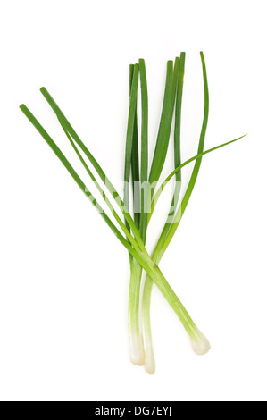 Frischen Frühlingszwiebeln Stockfoto