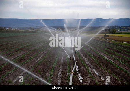 Bild der Bewässerung Sprinkler Bewässerung Bereichen Gemüsebeete mit ländlichen Kulisse. Stockfoto