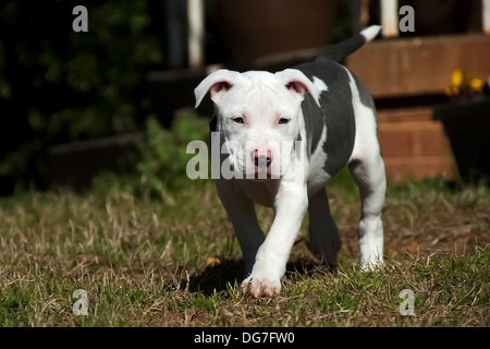 Diese Pitbull Welpen versucht, schleichen sich auf ihre Mutter Stockfoto