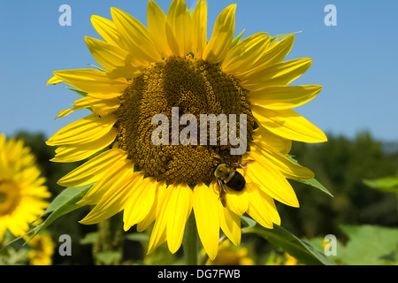 Eine Biene genießt einen Drink aus einer Sonnenblume vor blauem Himmel Stockfoto