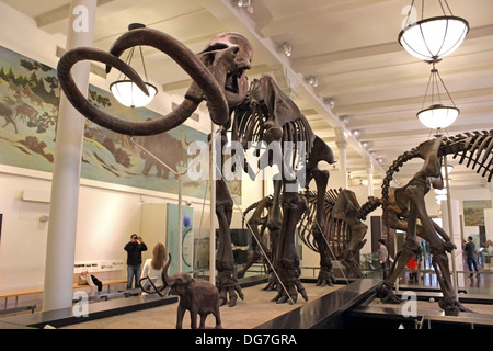 Anzeige von einem Mammut-Skelett an das American Museum of Natural History in New York City. Stockfoto