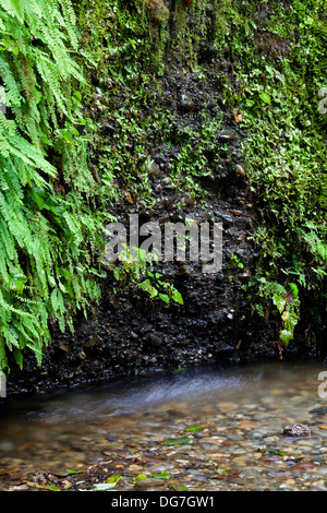 Home-Creek fließt vorbei an den Farn und Moos bedeckt Wände des Fern Canyon im Norden Kaliforniens Prairie Creek Redwoods State Park. Stockfoto