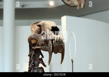 Anzeige des Schädels ein Säbelzahn-Katze an das American Museum of Natural History in New York City. Stockfoto