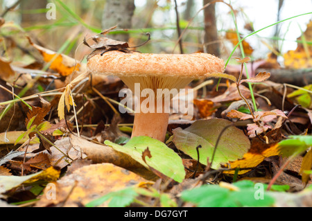 Lactarius Pilz im herbstlichen Wald Stockfoto