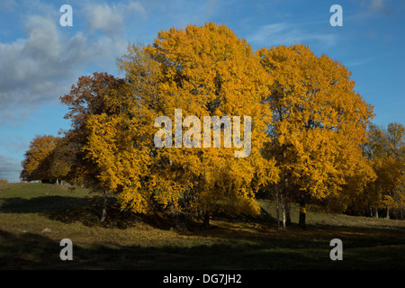 Espe Bäume im Herbst Stockfoto