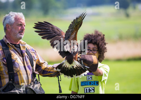 Eine Falknerei Display an Lowther Bird Of Prey Centre, in der Nähe von Penrith, Cumbria, UK, mit Falkner zieht ein Harris Hawk Stockfoto