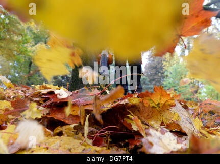 Potsdam, Deutschland. 16. Oktober 2013. Ein Mitarbeiters löscht nasses Herbstlaub mit einem Gebläse unter einem Baum in Potsdam, Deutschland, 16. Oktober 2013. Foto: RALF HIRSCHBERGER/Dpa/Alamy Live News Stockfoto