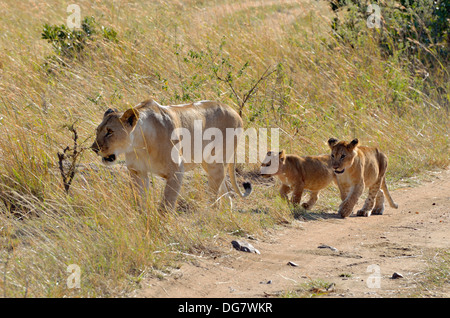 Löwin mit zwei jungen in der Masai Mara in Kenia Stockfoto