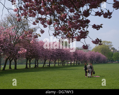 Kirschblüte, die Wiesen, Edinburgh Stockfoto