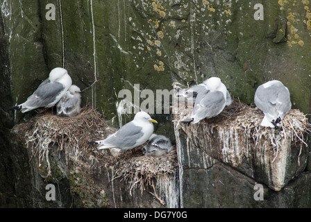Verschachtelung Kittiwake auf Klippen Stockfoto