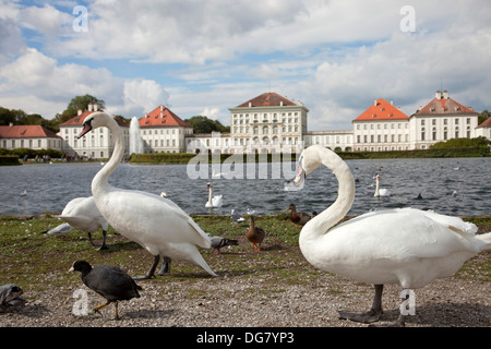 Schwäne am Nymphenburger Schloss und Park in München, Bayern, Deutschland Stockfoto