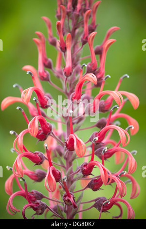 Nahaufnahme von Lobelia Tupa Blumen mit geringen Schärfentiefe. Stockfoto