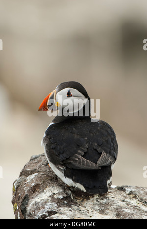 Papageitaucher auf Klippe saß Stockfoto