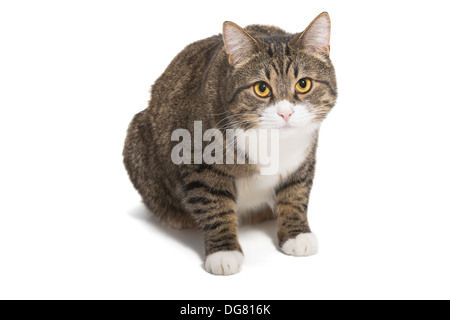 Große, gestreift, grau Katze sitzt auf einem weißen Hintergrund Stockfoto