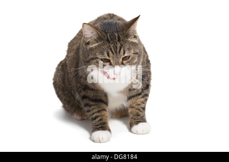 Große, gestreift, grau Katze sitzt auf einem weißen Hintergrund Stockfoto