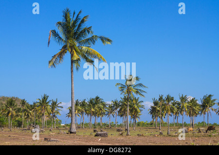 Palmen unter Himmel Stockfoto