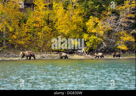 Grizzlybären, Ursus arctos, Nahrungssuche und um Ufer im Herbst sockeye Lachse laichen laufen Chilcotin Wildnis BC Kanada Stockfoto