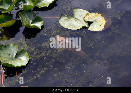 KOI-KARPFEN FÜTTERN AUF DER OBERFLÄCHE EINES TEICHES. VEREINIGTES KÖNIGREICH. Stockfoto