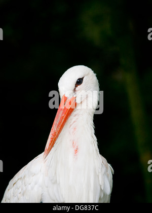 Nahaufnahme der Weißstorch (Ciconia Ciconia) in die Kamera schaut Stockfoto