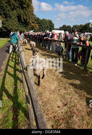 Besucher beobachten Schafrennen auf der jährlichen Masham Sheep Fair North Yorkshire England Großbritannien GB Großbritannien Stockfoto