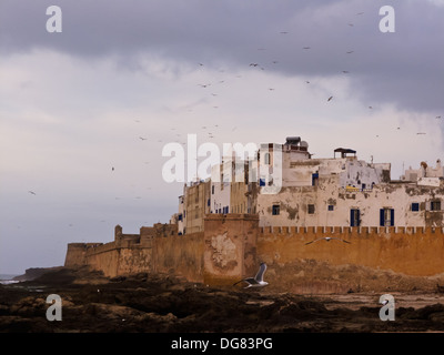 Herden von Möwen fliegen über Ummauerten Dorf Essaouira Marokko am Rande des Mittelmeers in Marokko. Stockfoto