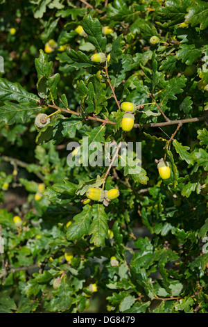 Nahaufnahme von Eicheln auf Eiche im Herbst Herbst England UK Vereinigtes Königreich GB Großbritannien Stockfoto