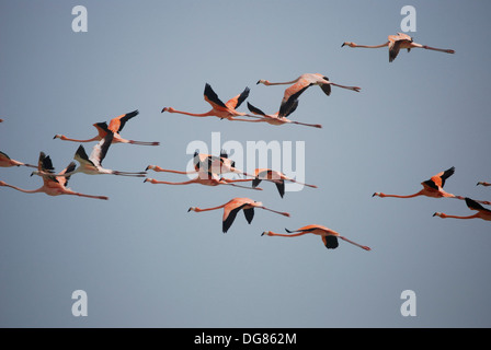 Eine Herde von rosa Flamingos im Flug vor der Küste von La Guajira-Halbinsel im Norden Kolumbiens, umrahmt von einem klaren blauen Himmel Stockfoto