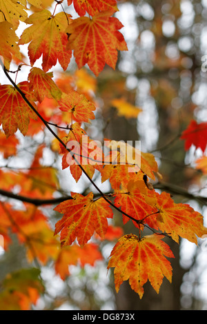 Acer Circinatum Japonicum 'Vitifolium' (japanischer Ahornbaum) Stockfoto