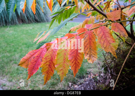 Frühherbst / Herbst - die Blätter des Baumes Hirschhorn (Hirsche Horn, Sumach) drehen Rot Stockfoto