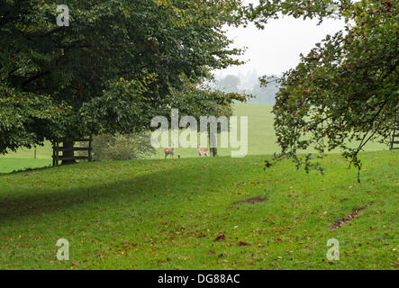 Burghley Park, Stamford, Lincolnshire, UK. 16. Oktober 2013.  in der Ferne von Burghley Park Credit: Lovelylight/Alamy Live News Stockfoto