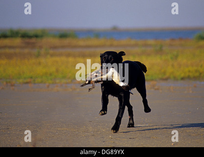 Ein schwarzer Labrador-Retriever holt einen nördlichen Pintail Ente (Anas Acuta) in der Nähe von Rockport, Texas Stockfoto