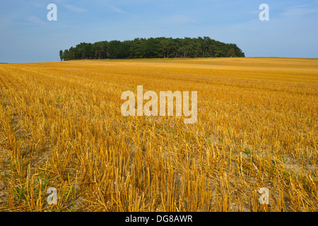 Stoppelfeld in der Nähe von Neuendorf, Insel Usedom, Deutschland Stockfoto