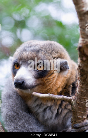 Mungo Lemur Eulemur Mongoz Komoren Madagaskar hautnah Stockfoto