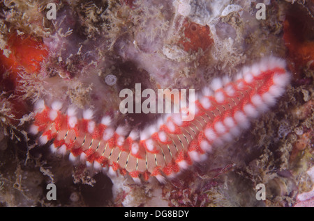 Die bärtigen Fireworm, Hermodice Carunculata, ist eine Art von marine Borstenwurm.  Alcatrazes Insel, Nordküste Sao Paulo, Brasilien. Stockfoto