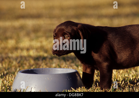 Eine Schokolade Labrador Retriever Welpe Hund Trinkwasser aus einer Schüssel Stockfoto