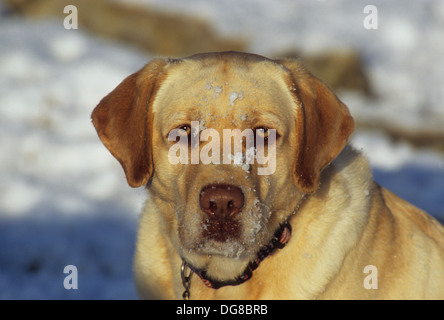 Gelber Labrador Retriever Hund spielen im Schnee in der Nähe von Austin Texas Stockfoto