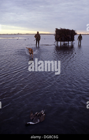 Ein gelber Labrador Retriever holt einen nördlichen Pintail Ente (Anas Acuta) für Jäger in der Nähe von Rockport, Texas Stockfoto