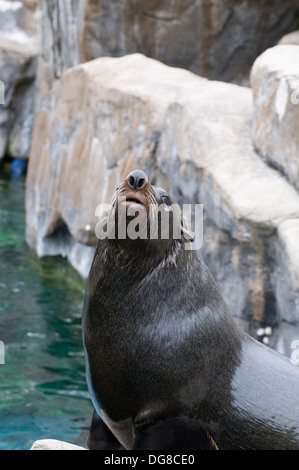 Südamerikanischer Seebär Arctocephalus Australis saß beobachten Stockfoto