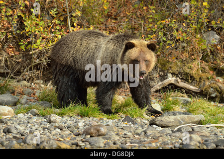 Grizzlybären, Ursus arctos, Jagd, die laichenden Lachse entlang der Küstenlinie des Salmon River Chilcotin Wildnis BC Kanada Stockfoto