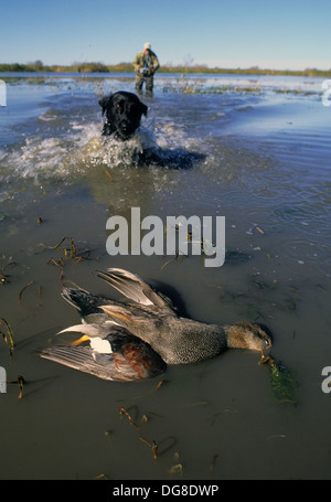 Ein Jäger schickt seine schwarzen Labrador Retriever nach einem Drake männliche Gadwall Ente (Anas Strepera) in einem Sumpf in der Nähe von Tivoli Texas Stockfoto