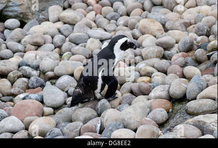 Der afrikanische Pinguin (Spheniscus Demersus), auch bekannt als die Jackass Penguin und Black-footed Pinguin Stockfoto