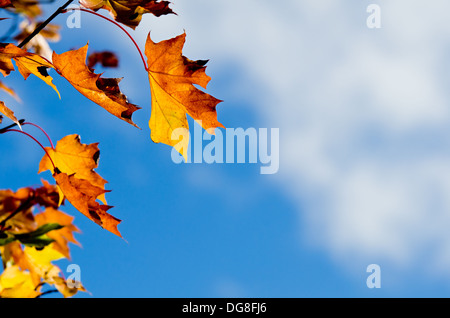 Herbst Ahornbaum Blätter auf einem Ast weht gegen blauen Himmel und weiße Wolken, Textfreiraum Stockfoto