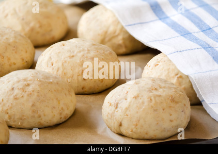 Hafer-Brötchen steigt unter Küchenwäsche auf ein Backblech legen Stockfoto