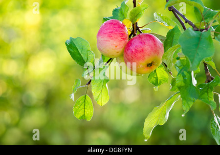 Apple-Früchte wachsen auf einem Apple-Ast. Natürlichen grünen und gelben Hintergrund. Stockfoto
