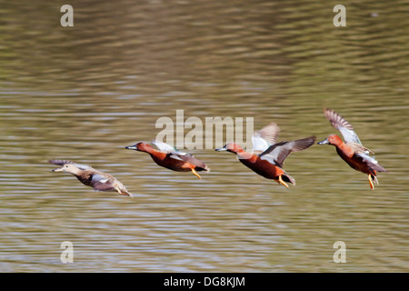 Flcok Zimt/Petrol Enten Landung. (Anas Cyanoptera). San Joaquin Reserve, Kalifornien Stockfoto