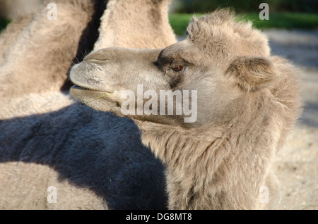 Kopf eines baktrischen Kamel camelus bactrianus Stockfoto