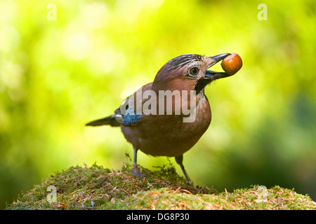 Jay, Garrulus Glandarius fotografiert in einem Wald, Irland Stockfoto